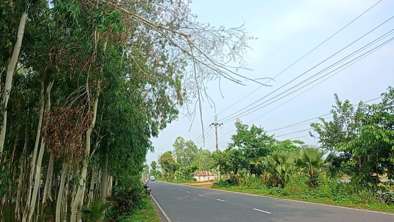পলাশবাড়ীতে ঝুঁকিপূর্ণ গাছের ডালে মহাসড়কে যান চলাচল ব্যাহত, দুর্ঘটনার শঙ্কা
