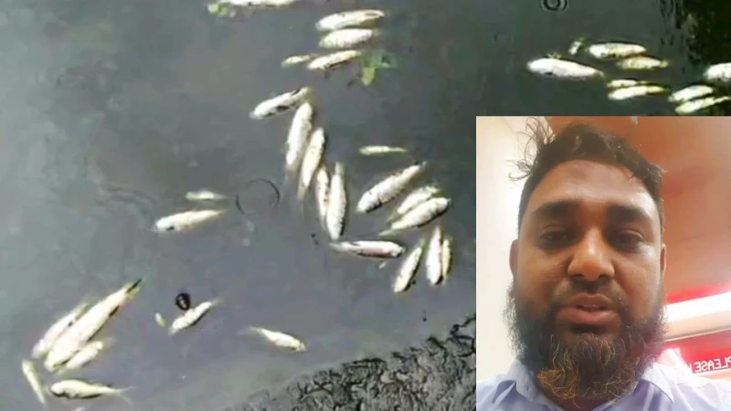 পটিয়ায় পুকুরে বিষ প্রয়োগের অভিযোগ, ৪ লাখ টাকার মাছের পোনা নিধন