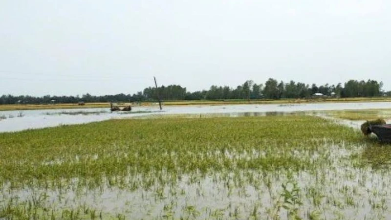 হঠাৎ বন্যায় চট্টগ্রামের কৃষি ও মৎস্যখাতে শতকোটি টাকার ক্ষতির আশঙ্কা