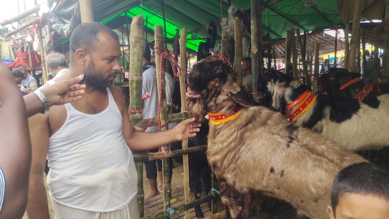 মনসা পূজা ঘিরে পটিয়ায় জমজমাট পাঁঠার হাট