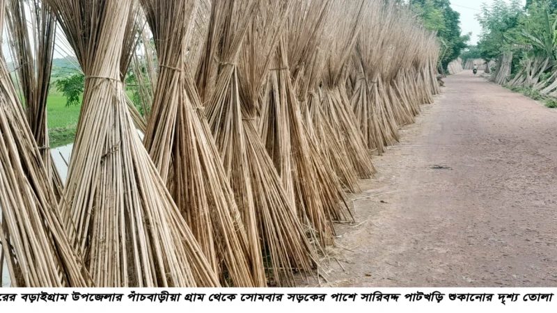 বড়াইগ্রামে কৃষকের কাছে গুরুত্বপূর্ণ কৃষিপণ্য হয়ে উঠছে পাটখড়ি