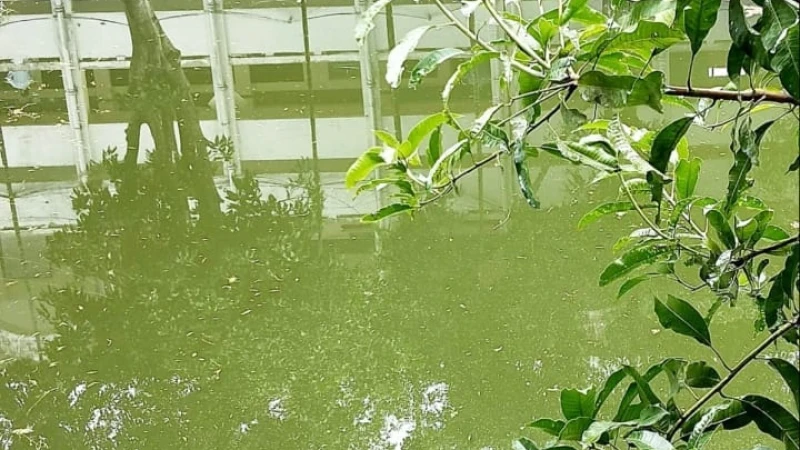 উখিয়ার দারোগা বাজারে সরকারি পুকুর ও চলাচলের পথ দখলের অভিযোগ