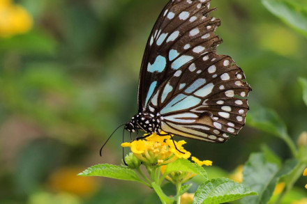 বাংলাদেশে প্রজাপতির যত বাহার