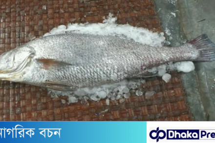 সুন্দরবনের এক মাছের দাম ৪ লাখ টাকা 