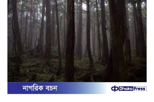 সুইসাইড ফরেস্ট: যে জঙ্গলে আত্মহত্যা করতে যায় মানুষ, কী আছে সেখানে? 