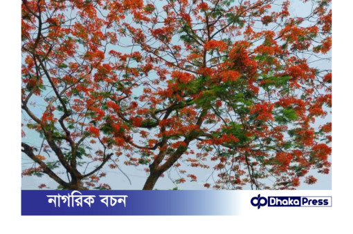 কুড়িগ্রামের গ্রামীণ জনপদ সেজেছে টুকটুকে লাল কৃষ্ণচূড়ায়