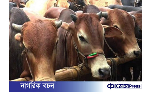 ভারত-মিয়ানমারের গরু: বাংলাদেশের খামারিদের উদ্বেগ