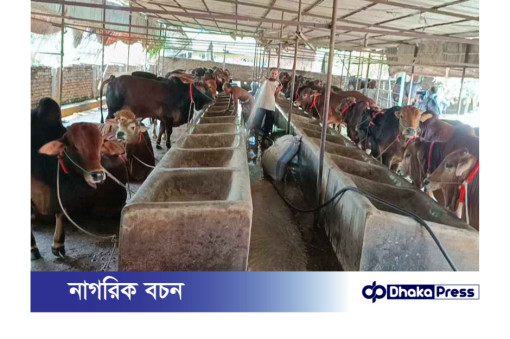 ব্রাহ্মণবাড়িয়ায় ঈদুল আজহার বাজার: ১৫শ কোটি টাকার পশু কেনাবেচার আশা