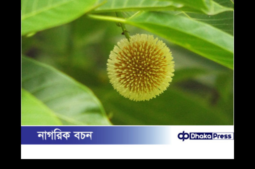 নওগাঁয় মুগ্ধতা ছড়াচ্ছে কদম ফুল