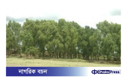 হারিয়ে যাওয়া চকরিয়া সুন্দরবন: ফিরিয়ে আনার পথ