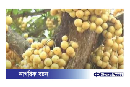 লটকন: পুষ্টি ও ঔষধিগুণে ভরপুর